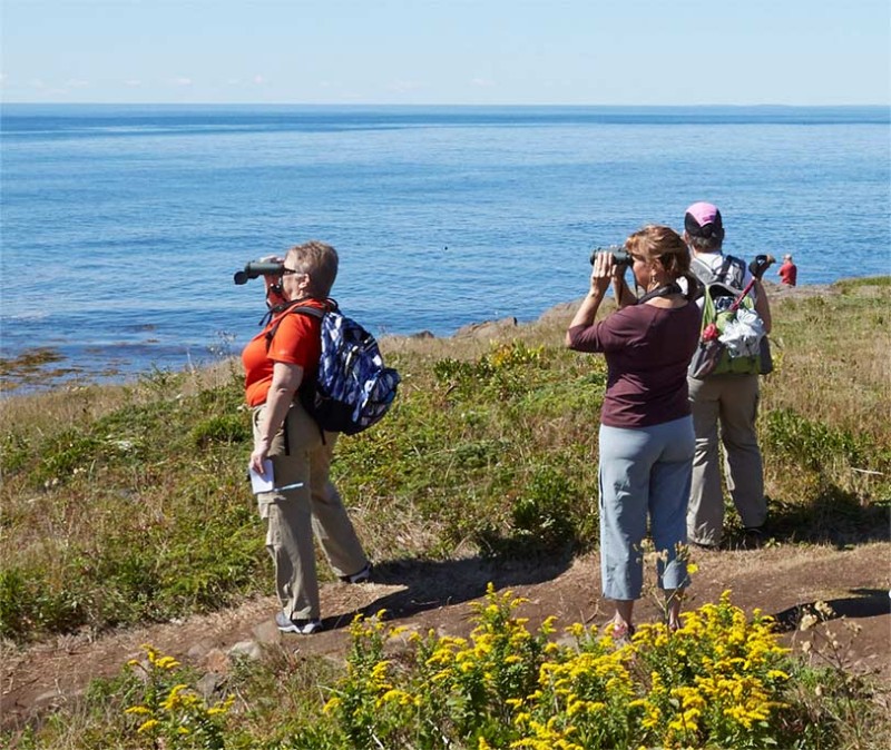 People birding on Monhegan Island