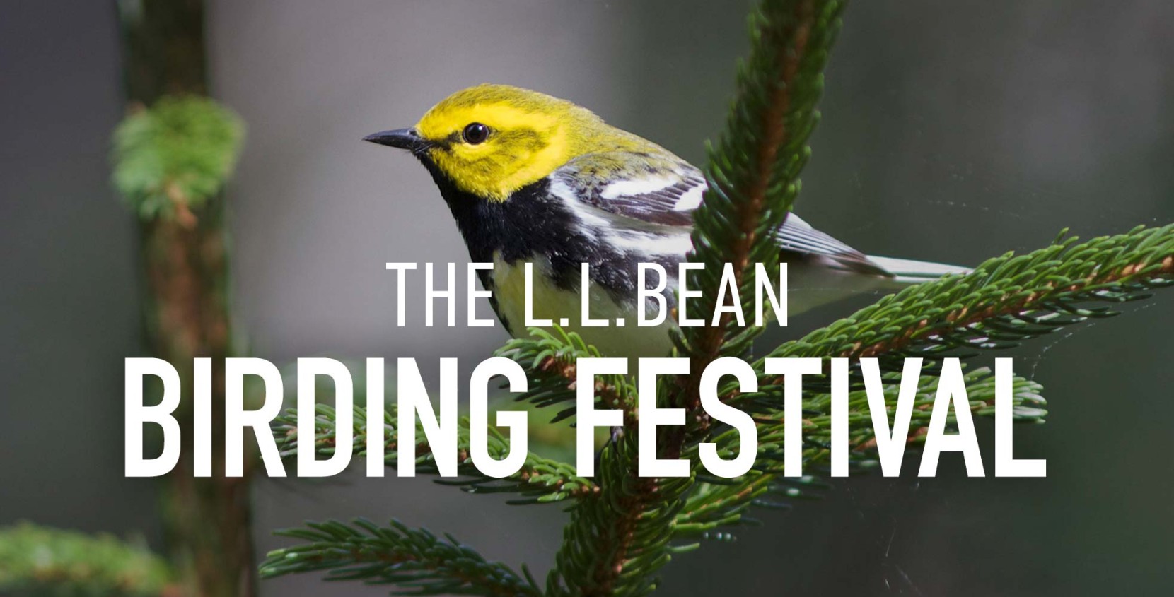 The L.L.Bean Birding Festival