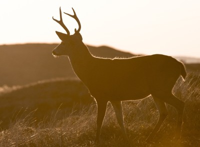Silhouette of a deer standing in early morning light.