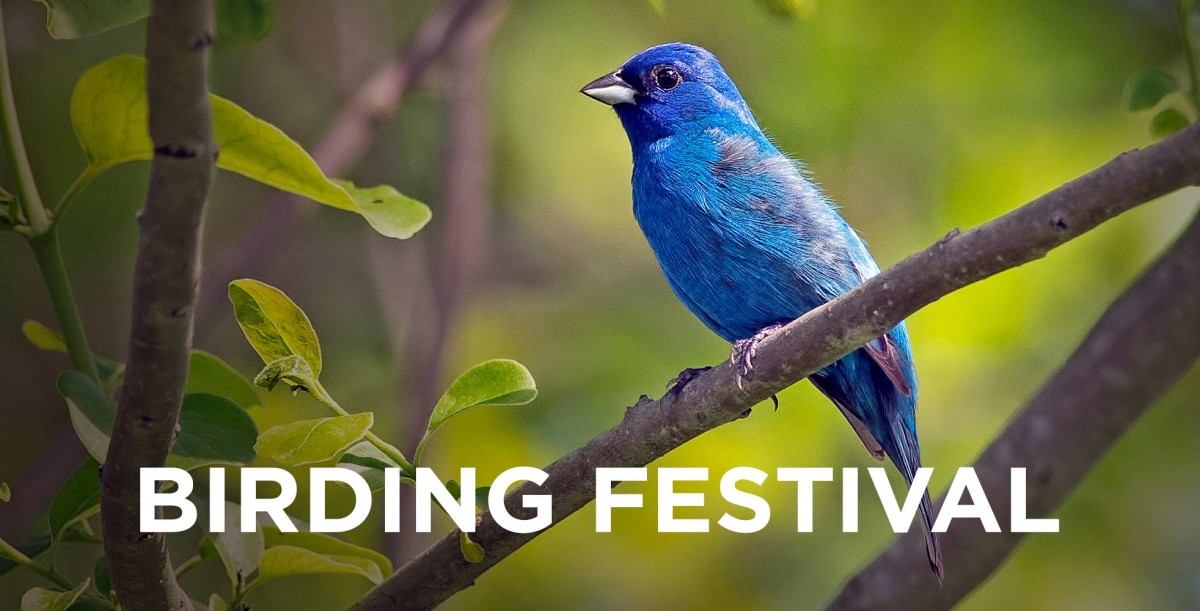 The L.L.Bean Birding Festival