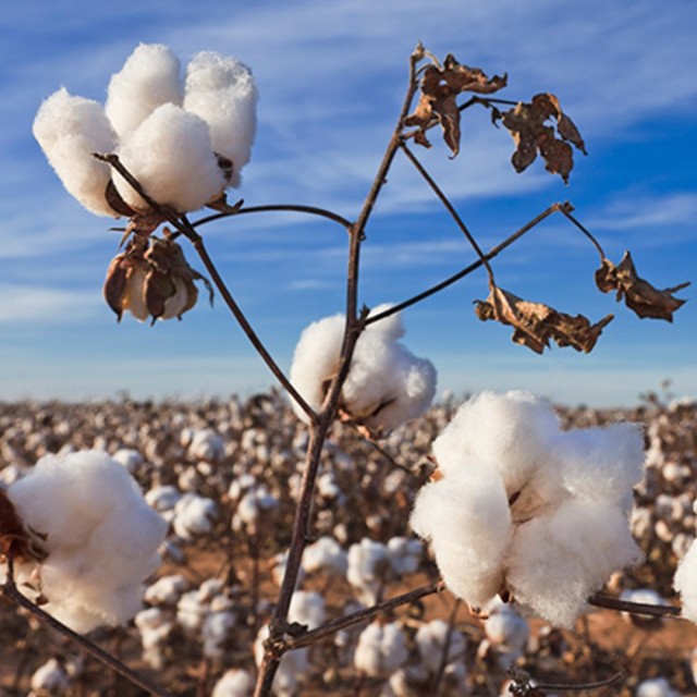 Close-up of a cotton plant