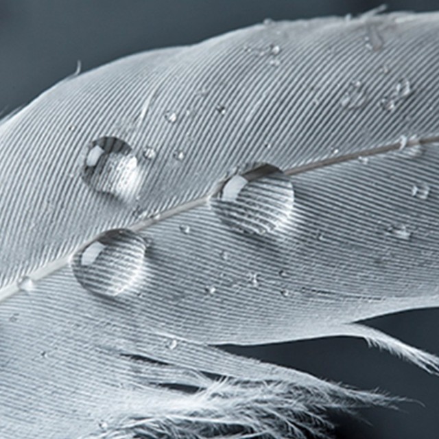 close up of water beads on a feather