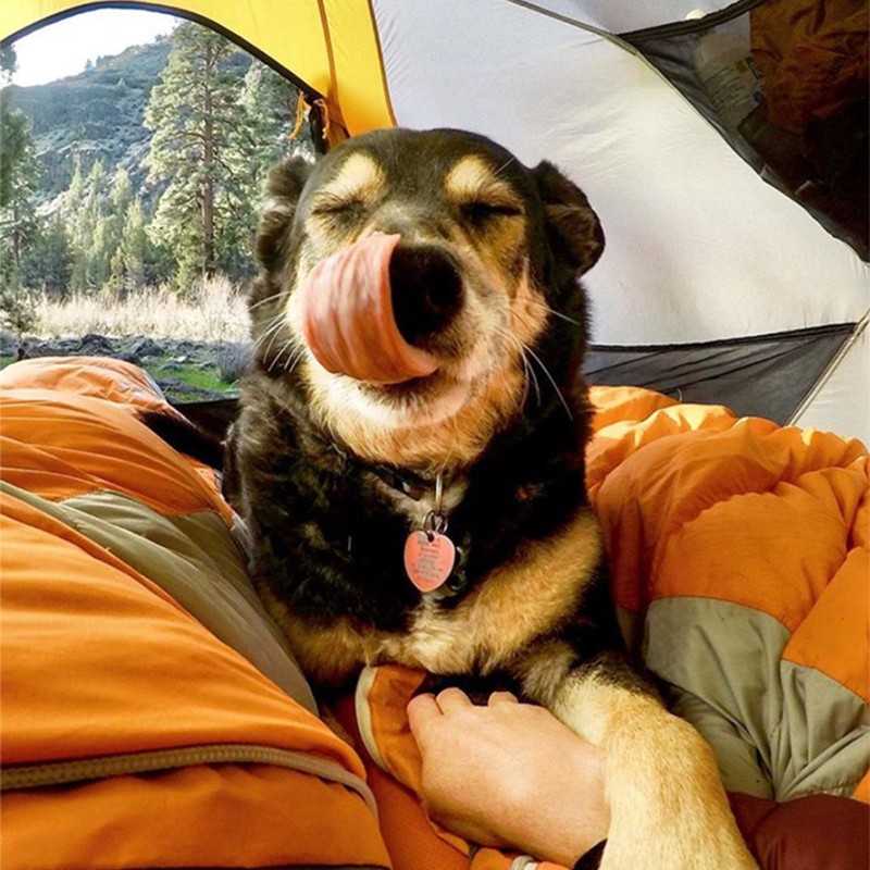 A dog in a tent, eyes closed, licking his chops