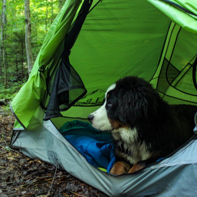 A dog lying in a tent