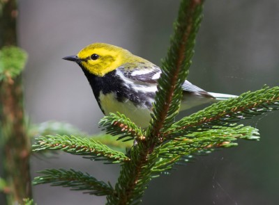 Yellow bird sitting on a tree limb