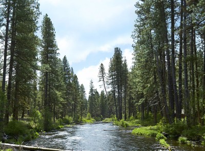 stream banked with evergreen trees