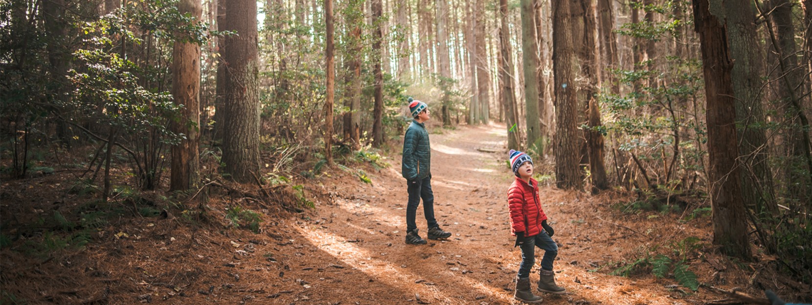 Two children on a pine needle-covered path in the woods, looking up into the trees.