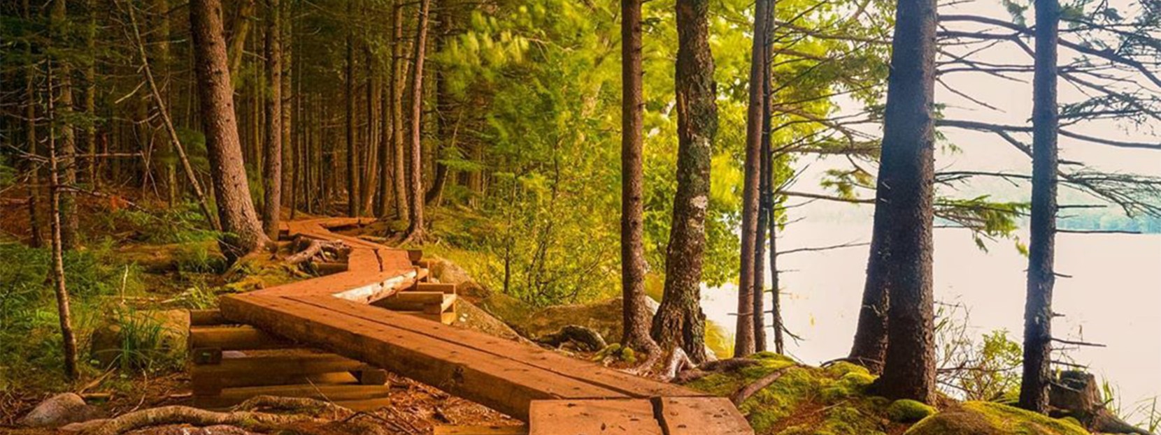  A wooded coastal trail with a raised wooden path.