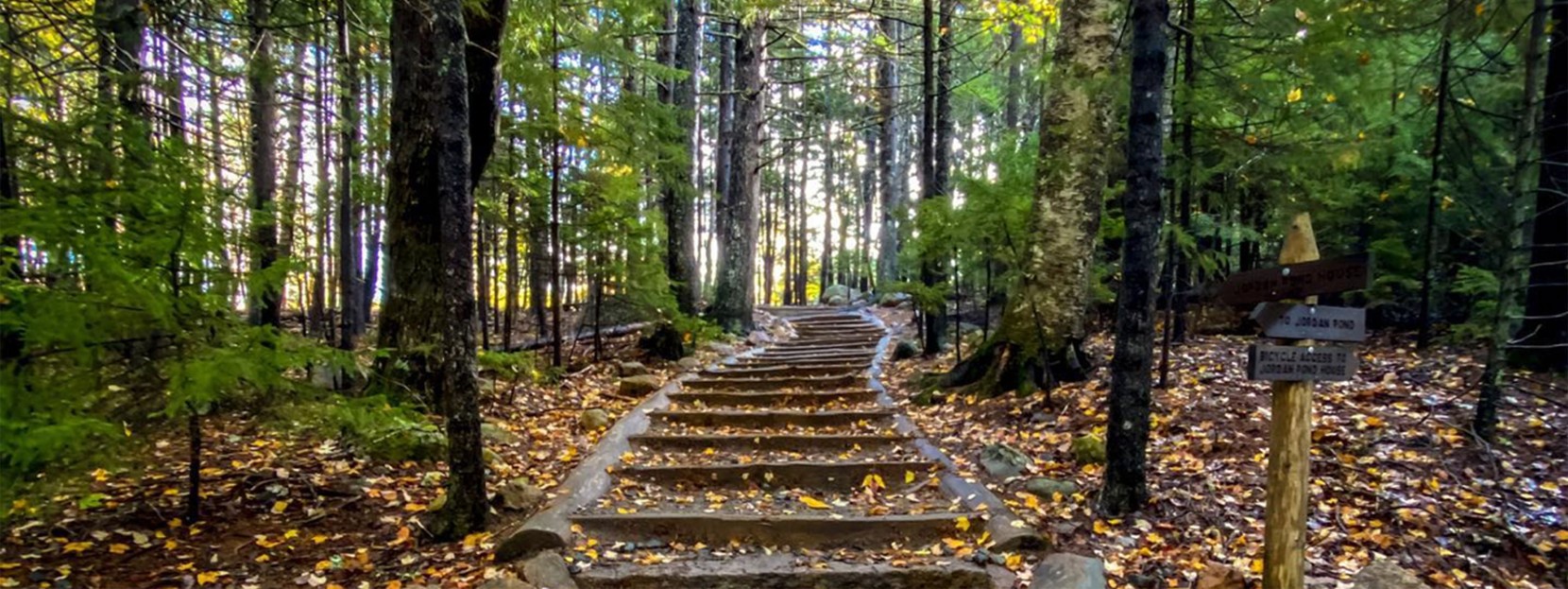 A beautiful path in a peaceful forest.