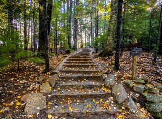 A beautiful path in a peaceful forest.