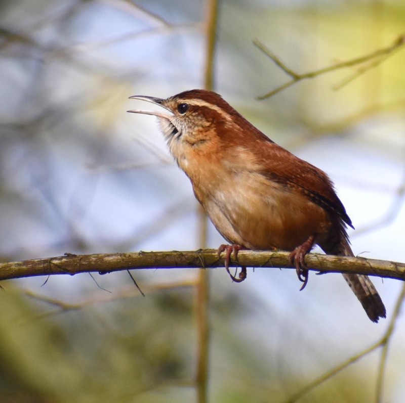 A bird sitting on a tree branch.