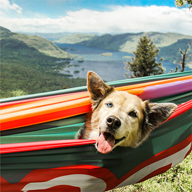 Dog in a hammock, in a beautiful outdoor scene.
