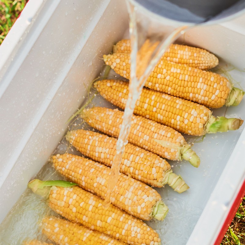 Hot water being poured over shucked corn on the cob in a cooler.