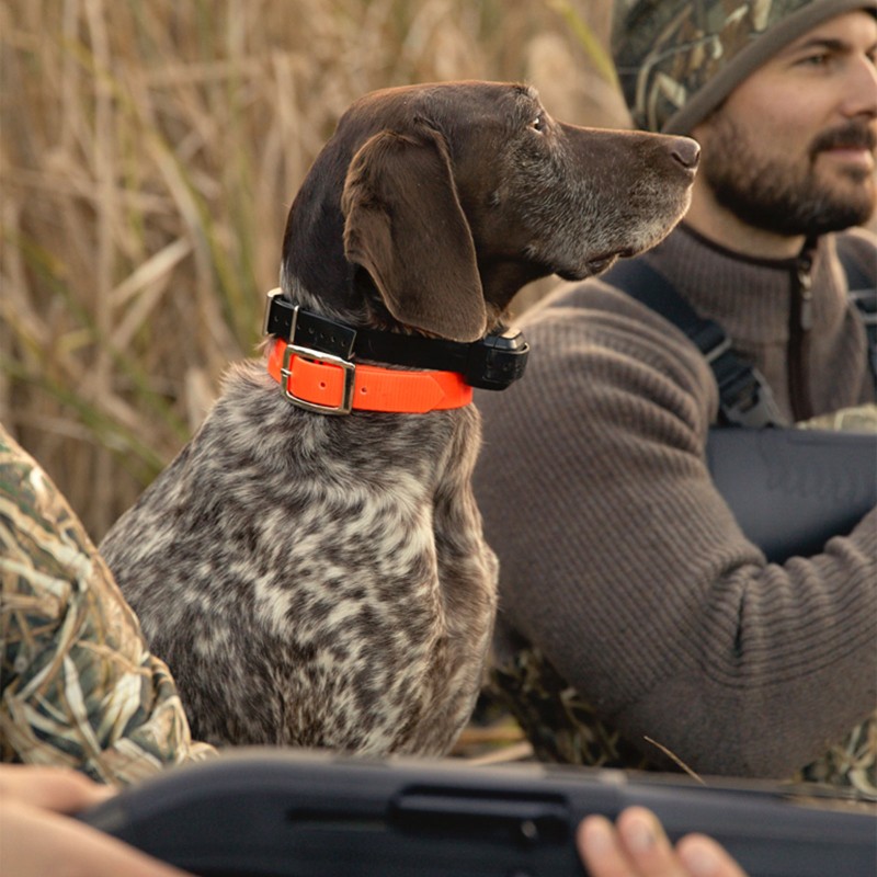 A dog sitting between two hunters looking intently into the distance.