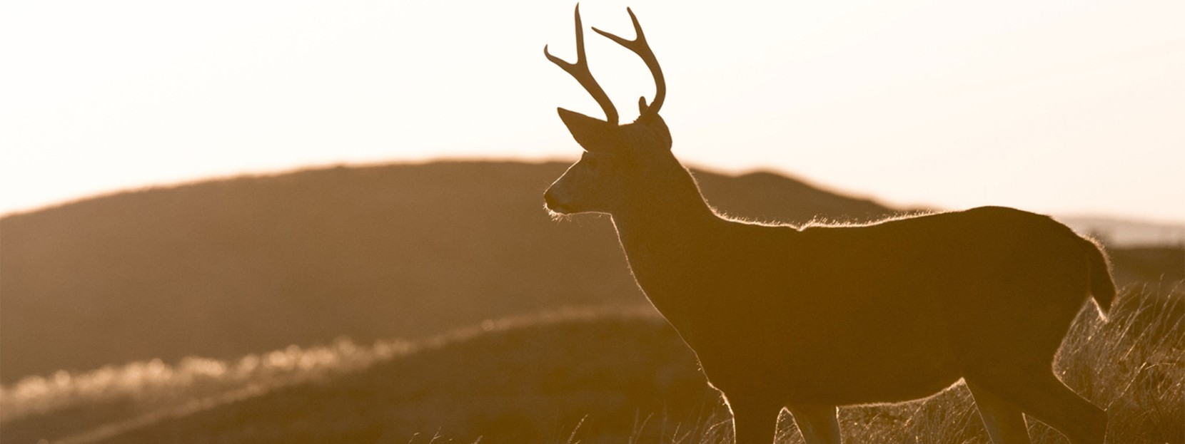 A young buck silhoueted against a field and cloudy sky.