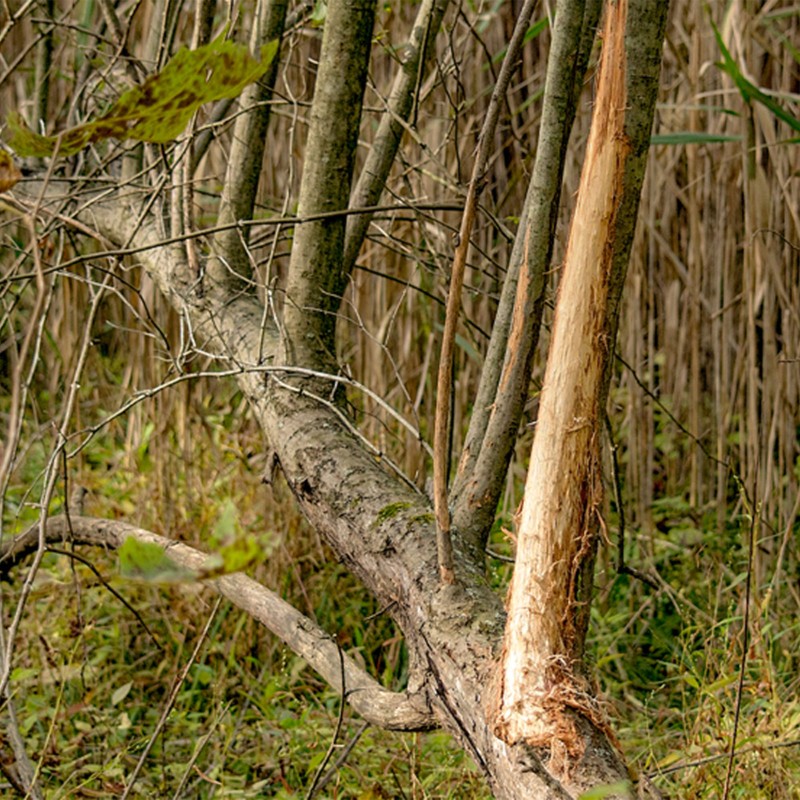 A fallen tree with a rubbed branch.
