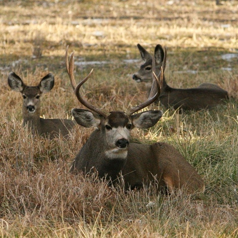 3 deer lying down in a field.