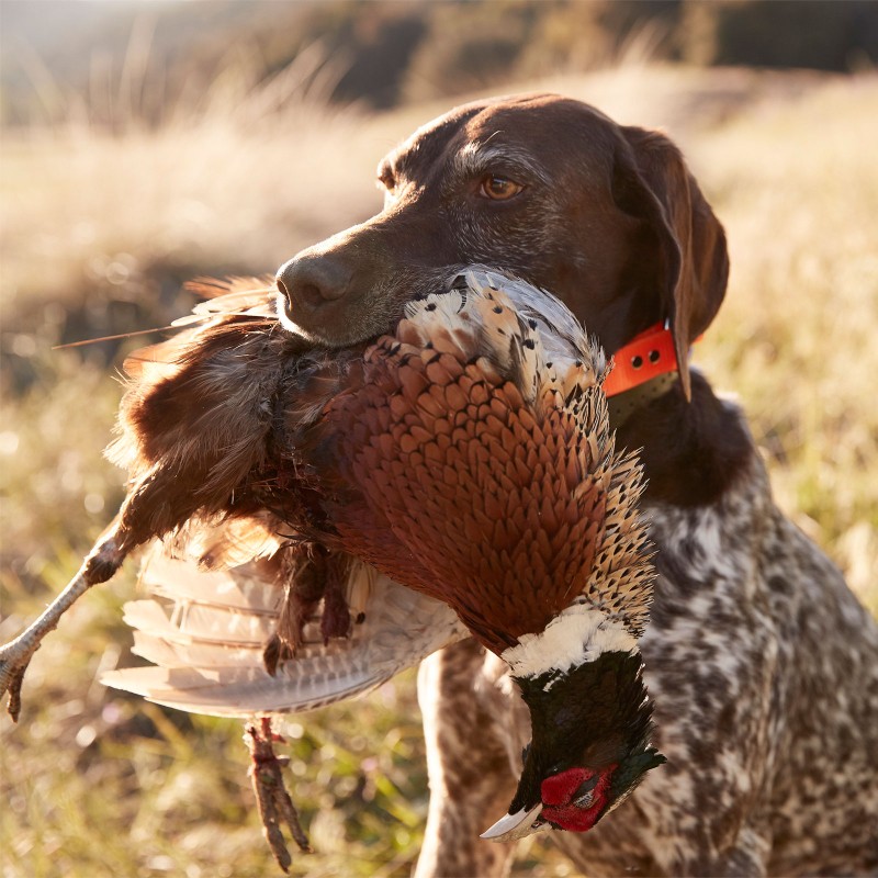 A bird dog with a pheasant in its mouth.