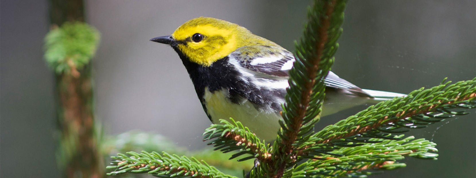 Close-up of a bird on a pine branch.