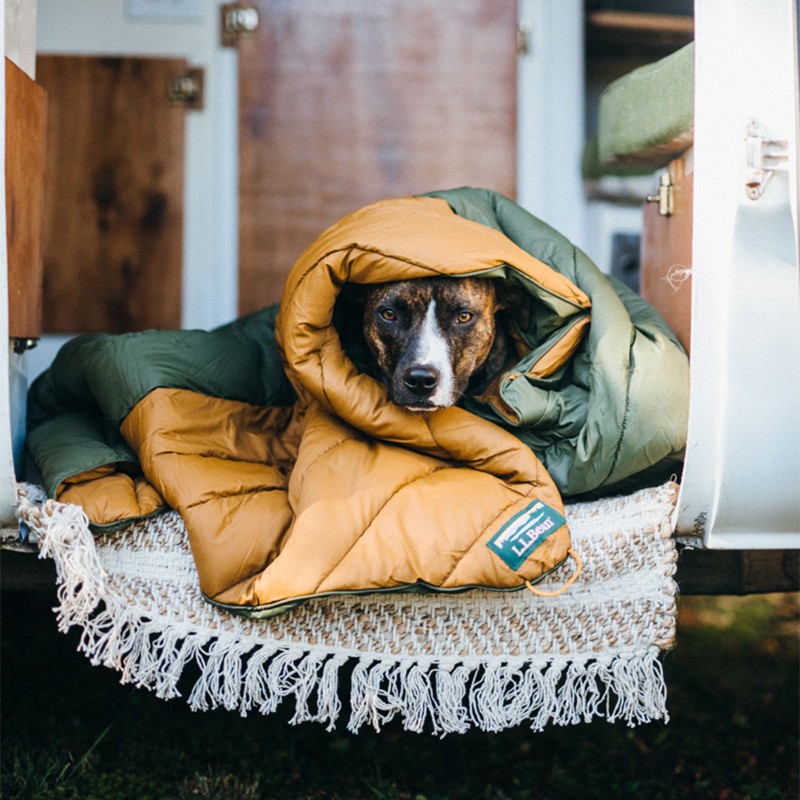 A dog on a porch wrapped in a sleeping bag.