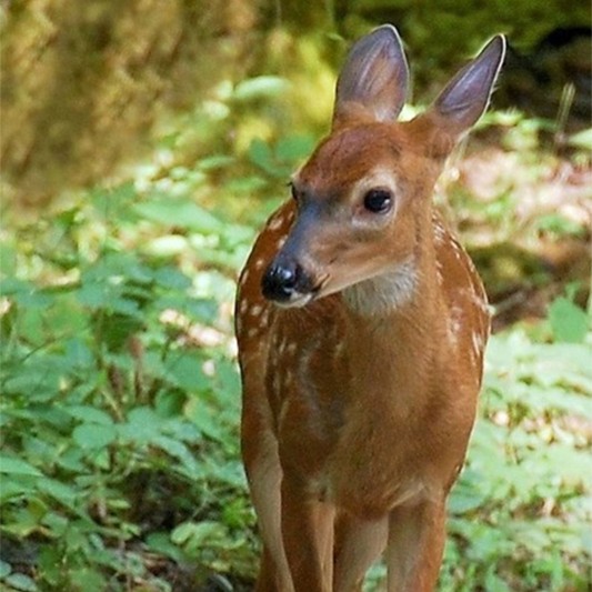 A deer in Great Smoky Mountains National Park.