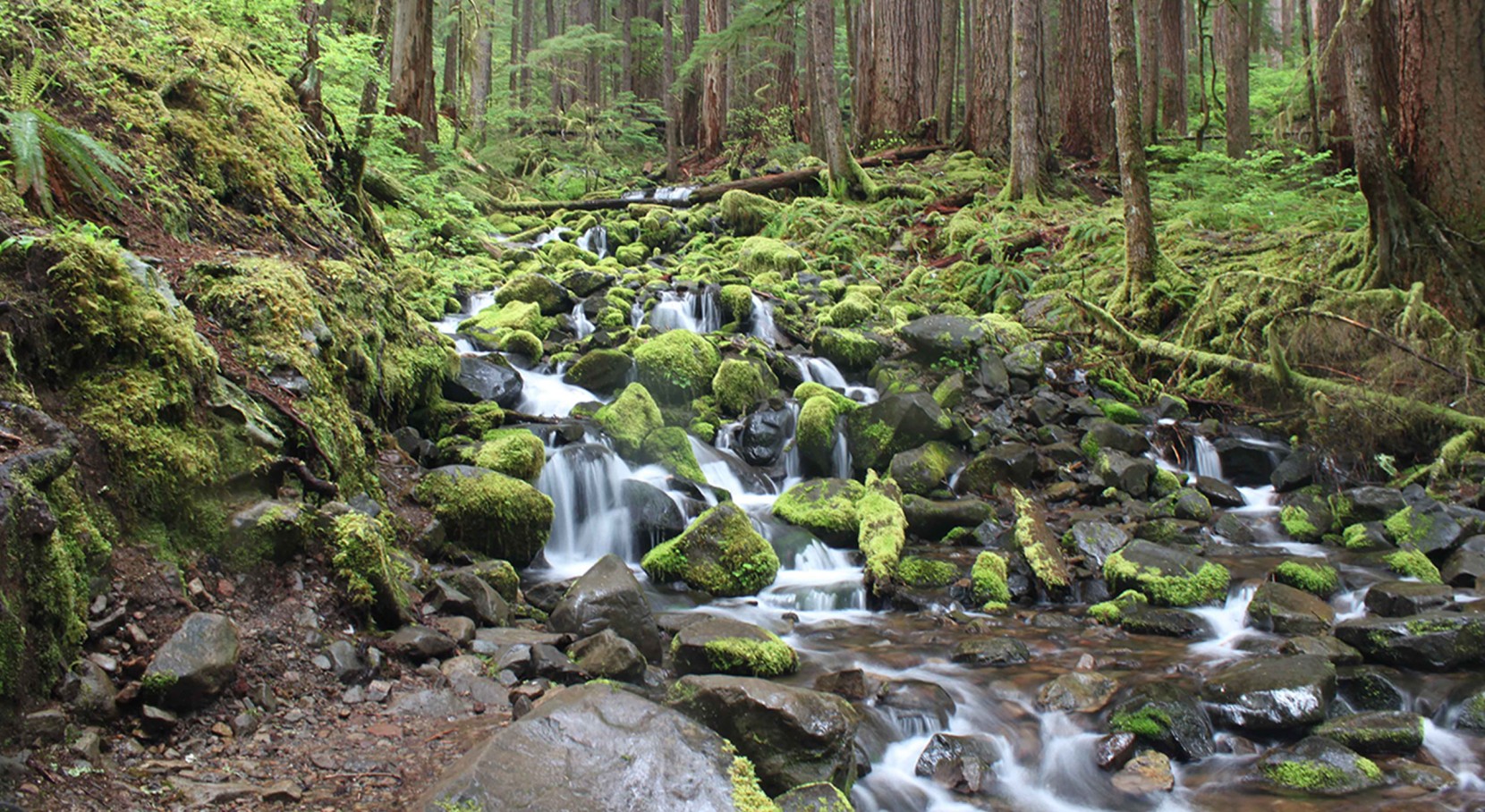 Water rushing in and around moss-covered rocks in Enchanted Valley, Olympic National Park, WA