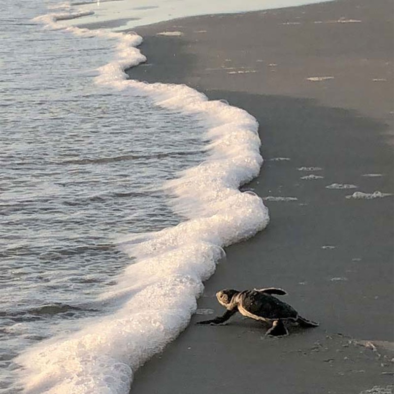 Baby sea turtle entering ocean water from the beach.