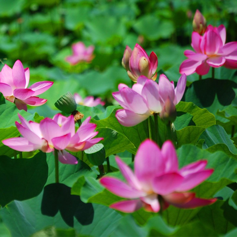 Pink flowers at the Kenilworth Park and Aquatic Gardens.