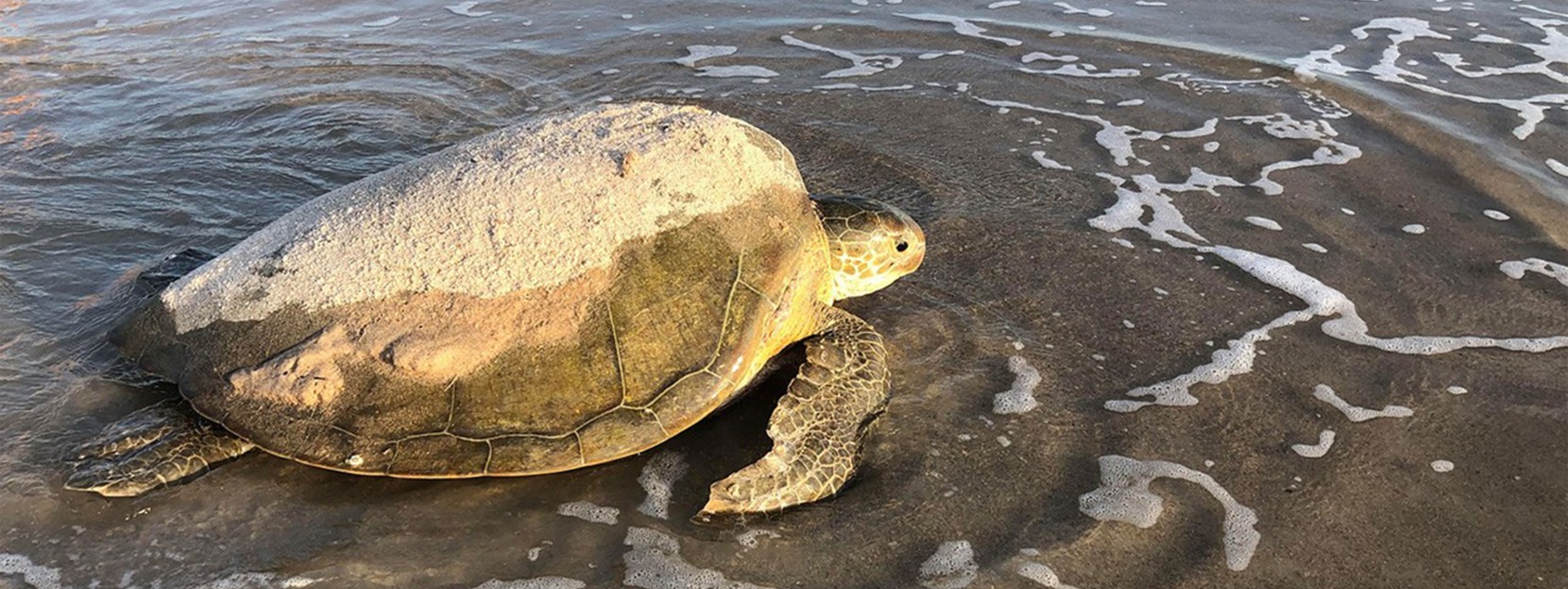 Sea turtle in shallow water at Canaveral Nationa Seashore Titusville, Florida