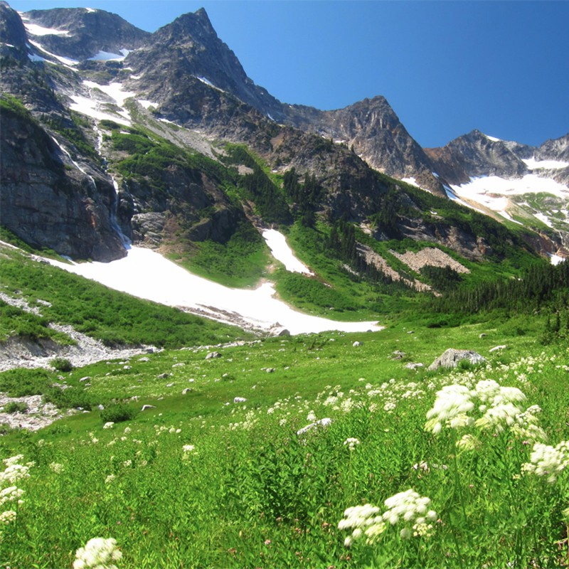 White flowers in a green meadow in spring with a backdrop of dramatic rocky mountains with lingering snow.