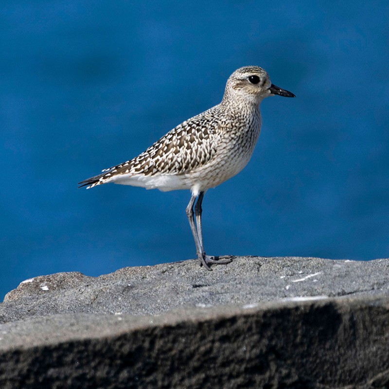 Black-bellied Plover, Gateway National Recreation Area