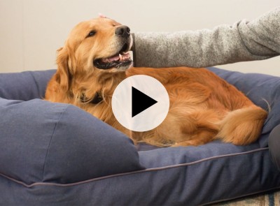 A golden retriever on a dog bed, a play video button in the center.