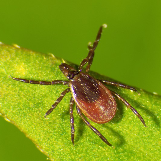 Close-up of a Blacklegged or "deer" tick.