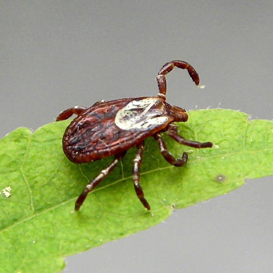 Close-up of an American dog tick.
