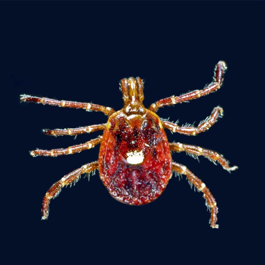 Close-up of a lone-star tick.