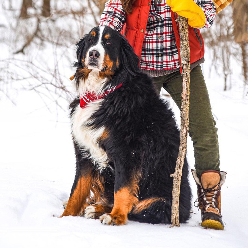 A Bernese Mountain Dog sitting on the snow at the feet of a hiker with a walking stick.