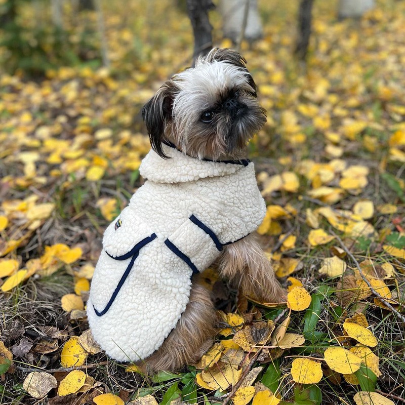 A small dog wearing a fleece dog jacket sitting on leaf covered ground.