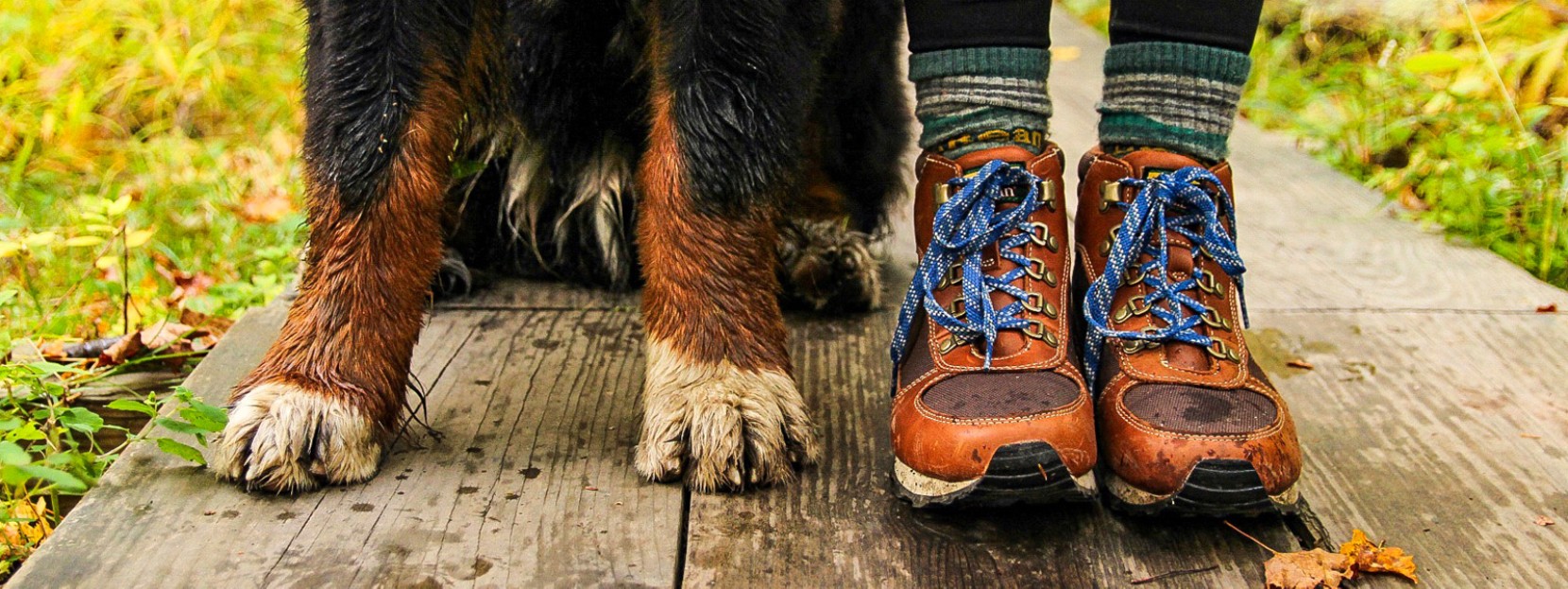 Close-up of the paws of a large wet dog and the feet of a hiker in boots.