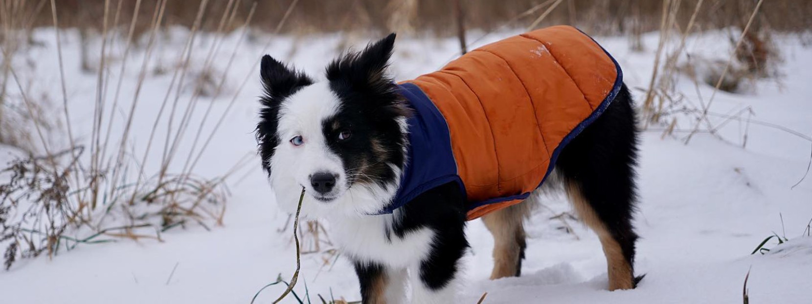 A black and white dog in an orange and blue dog jacket standing in a snowy field.