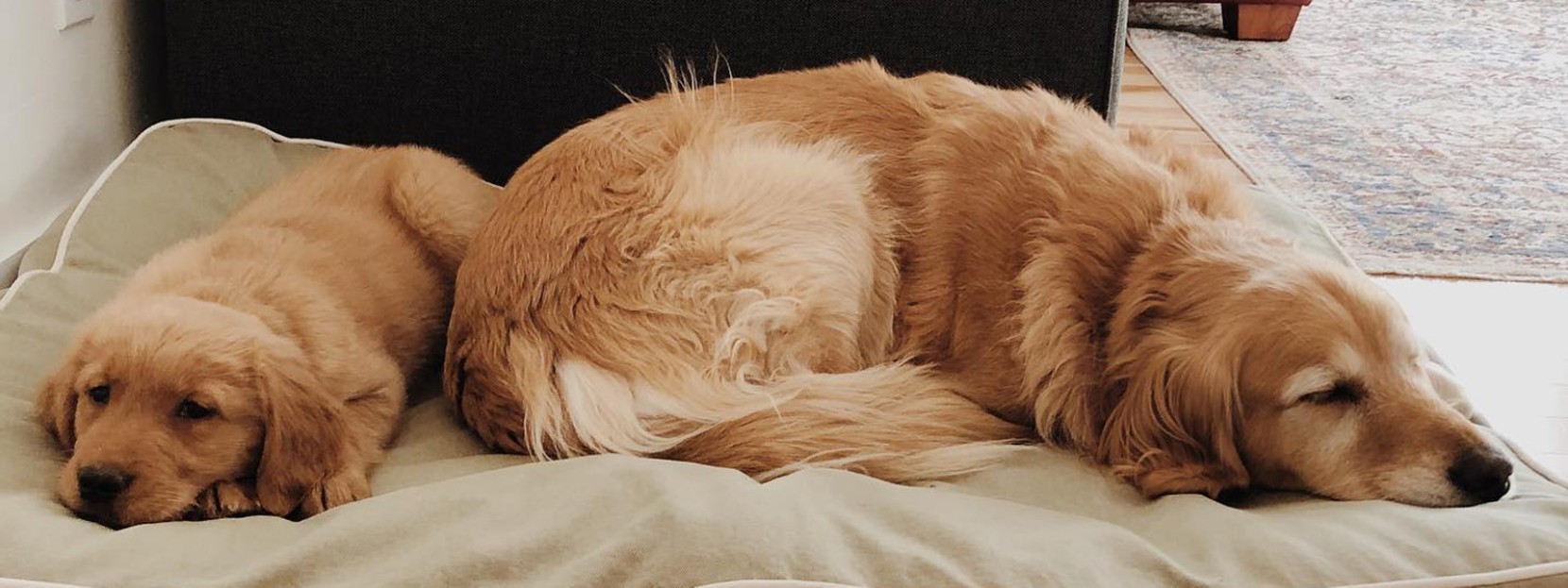 One large and one small golden retriever sleeping together on a dog bed.