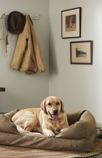 Image of a dog laying on a dog bed with a tan coat hanging in the background and pictures on the wall.