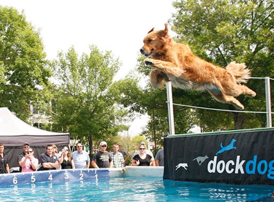 A dog jumping in the water at a DockDogs® event.