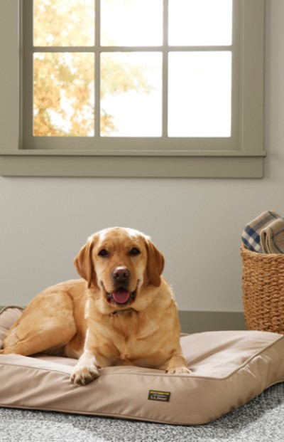 Image of a dog laying on a dog bed with a window in the background.