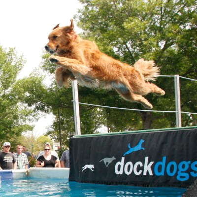 A dog jumping from a dock into the water.