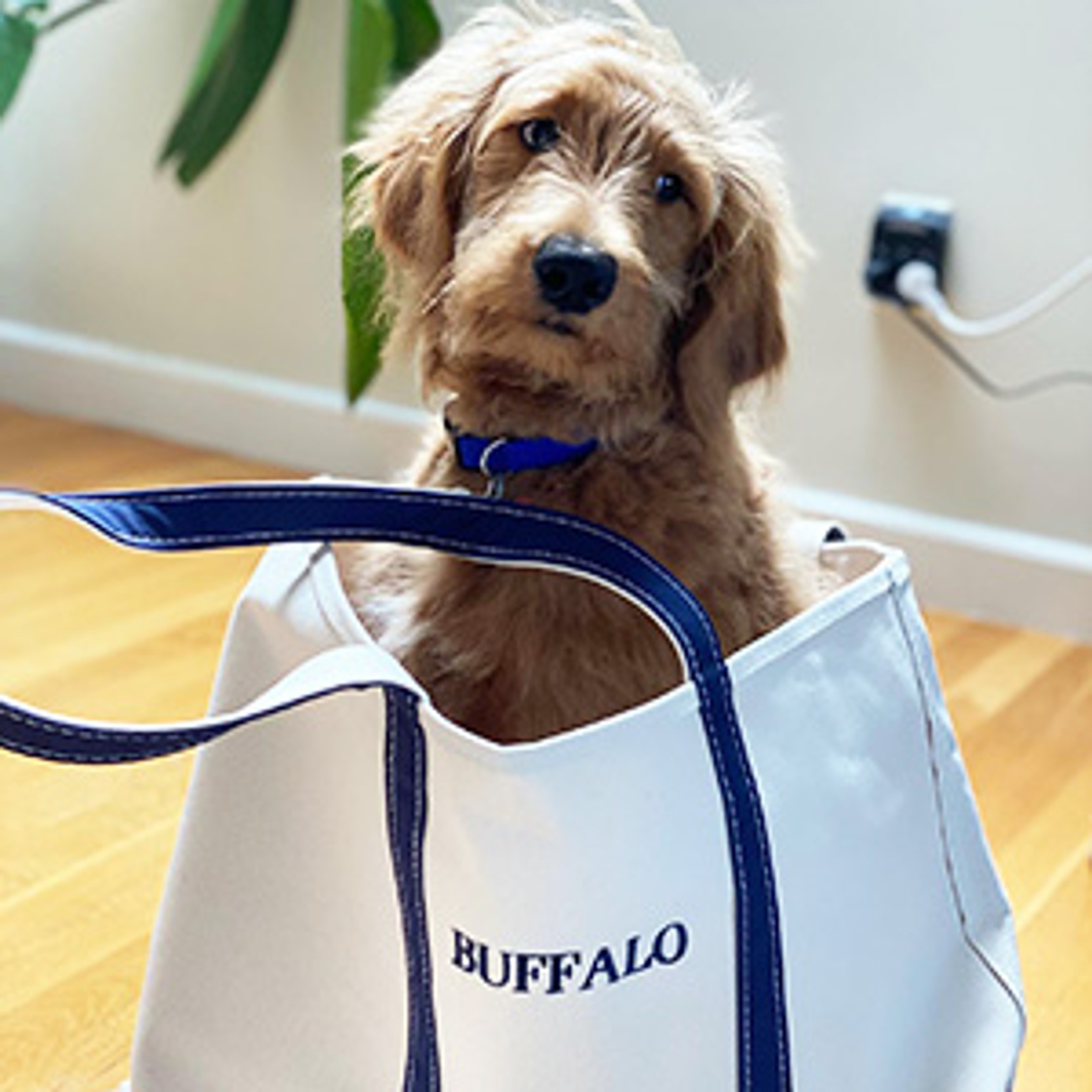 Dog sitting in "BUFFALO" tote with blue straps.