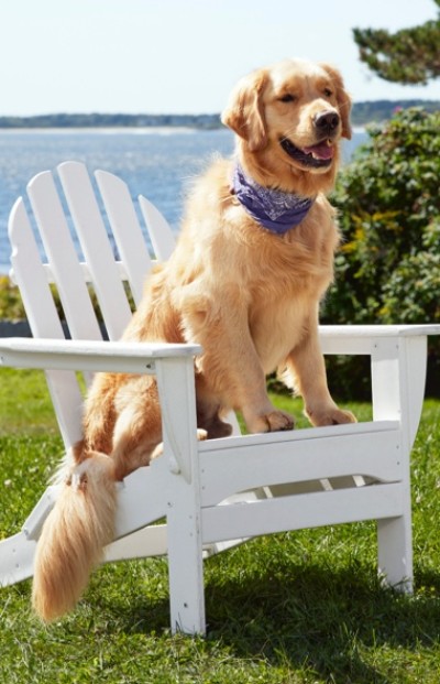 Golden Retreiver dog sitting outside on a chair in the grass near the ocean.