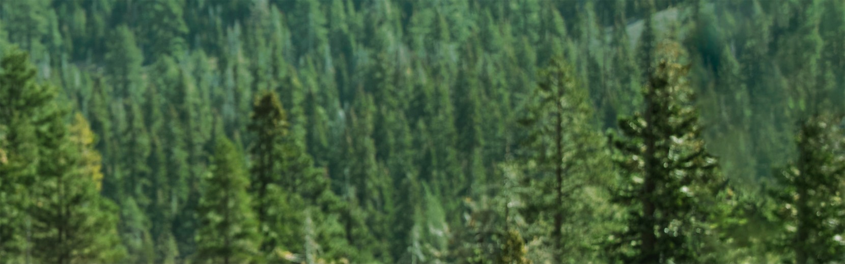 An expanse of green fir trees.