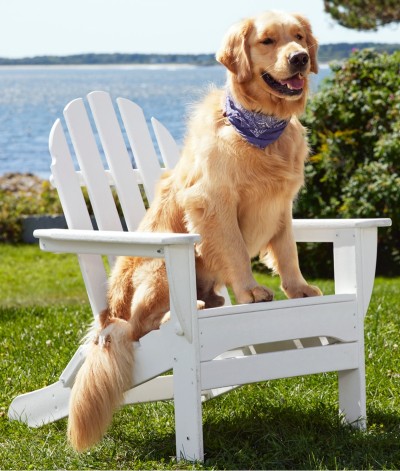 A golden retriever sitting in an adirondack chair, ocean in the background.