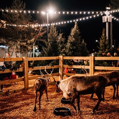 Three reindeer stand in a fenced area with wood chips, trees, and string lights glowing at night.