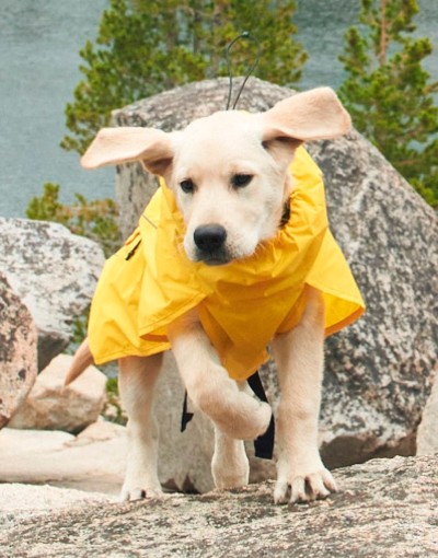 Dog wearing a yellow rain jacket standing on rocks near a lake.